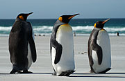 Picture 'Ant1_1_00481 Aptenodytes Patagonicus, Chick, King Penguin, Penguin, Antarctica and sub-Antarctic islands, Falkland Islands, Saunders Island'